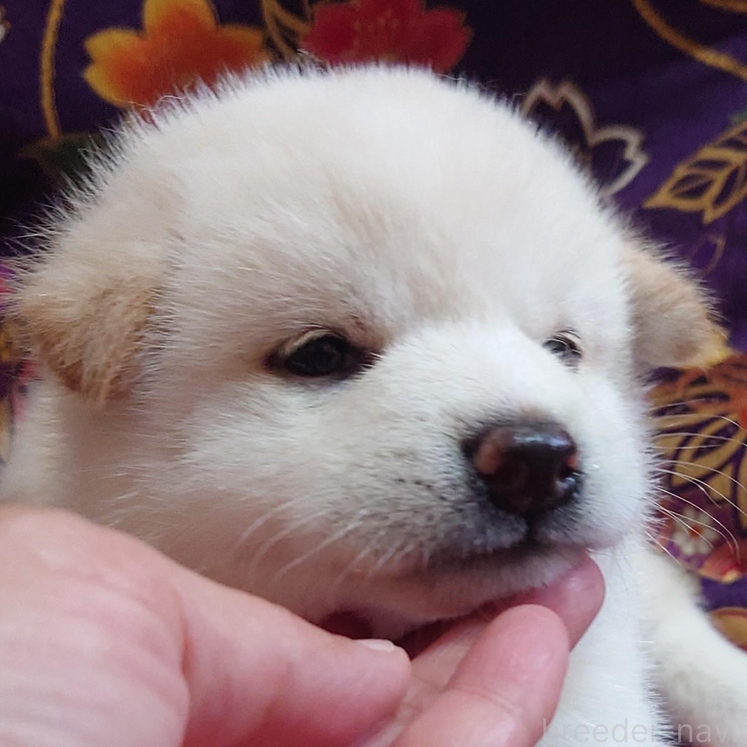 販売中の大阪府の柴犬-393163の5枚目