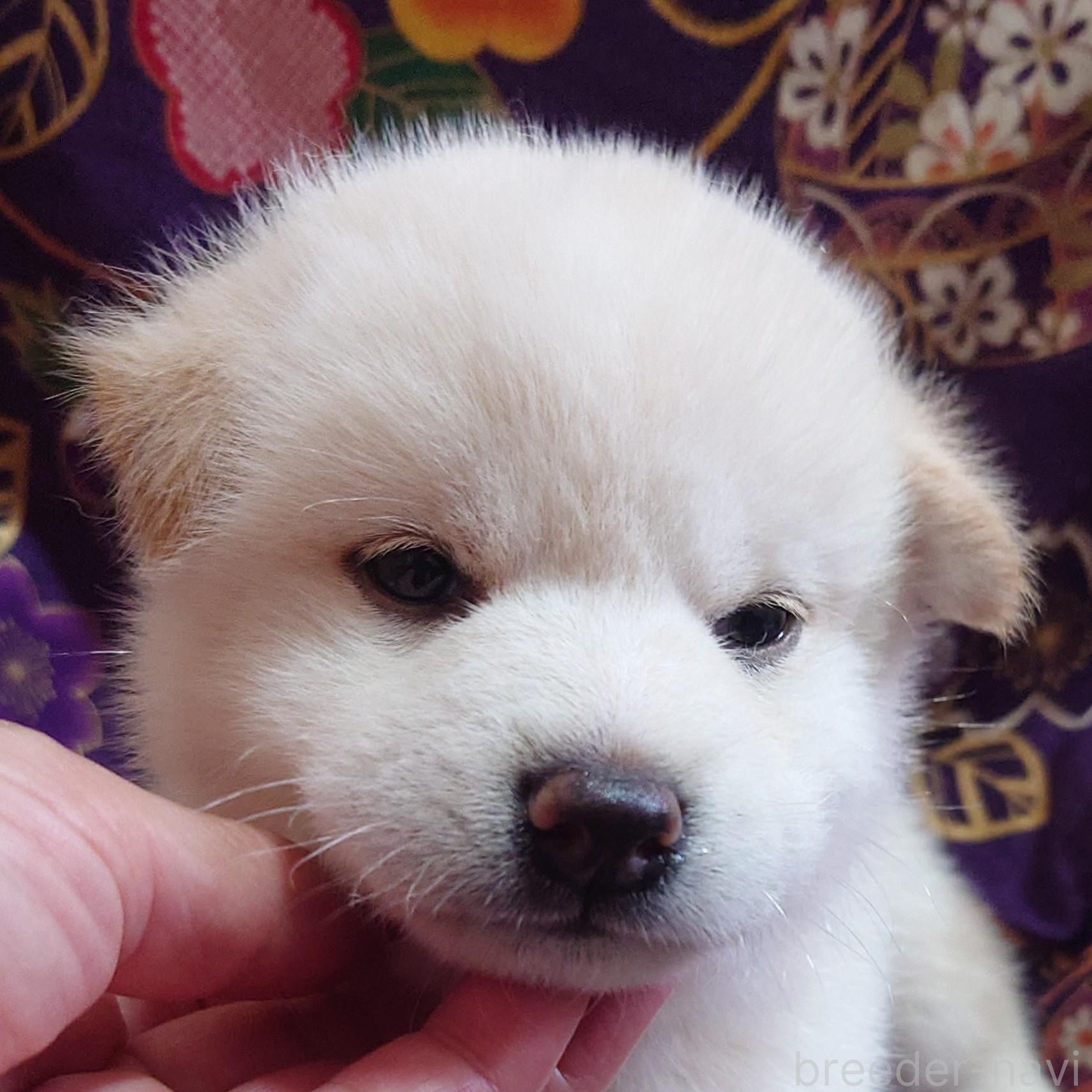 販売中の大阪府の柴犬-393163の4枚目