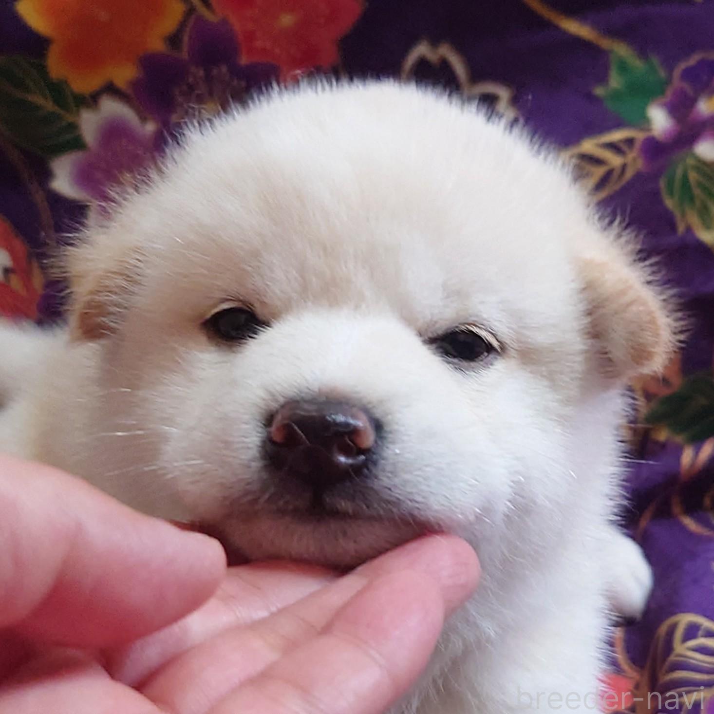 販売中の大阪府の柴犬-393163の2枚目