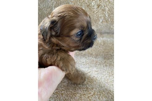 販売中の北海道のミックス犬-393162の6枚目