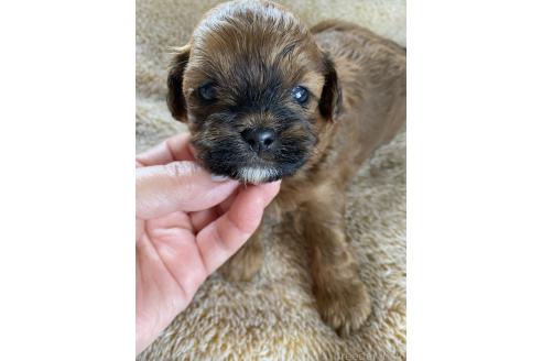 販売中の北海道のミックス犬-393162の5枚目