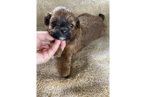 販売中の北海道のミックス犬-393162の4枚目