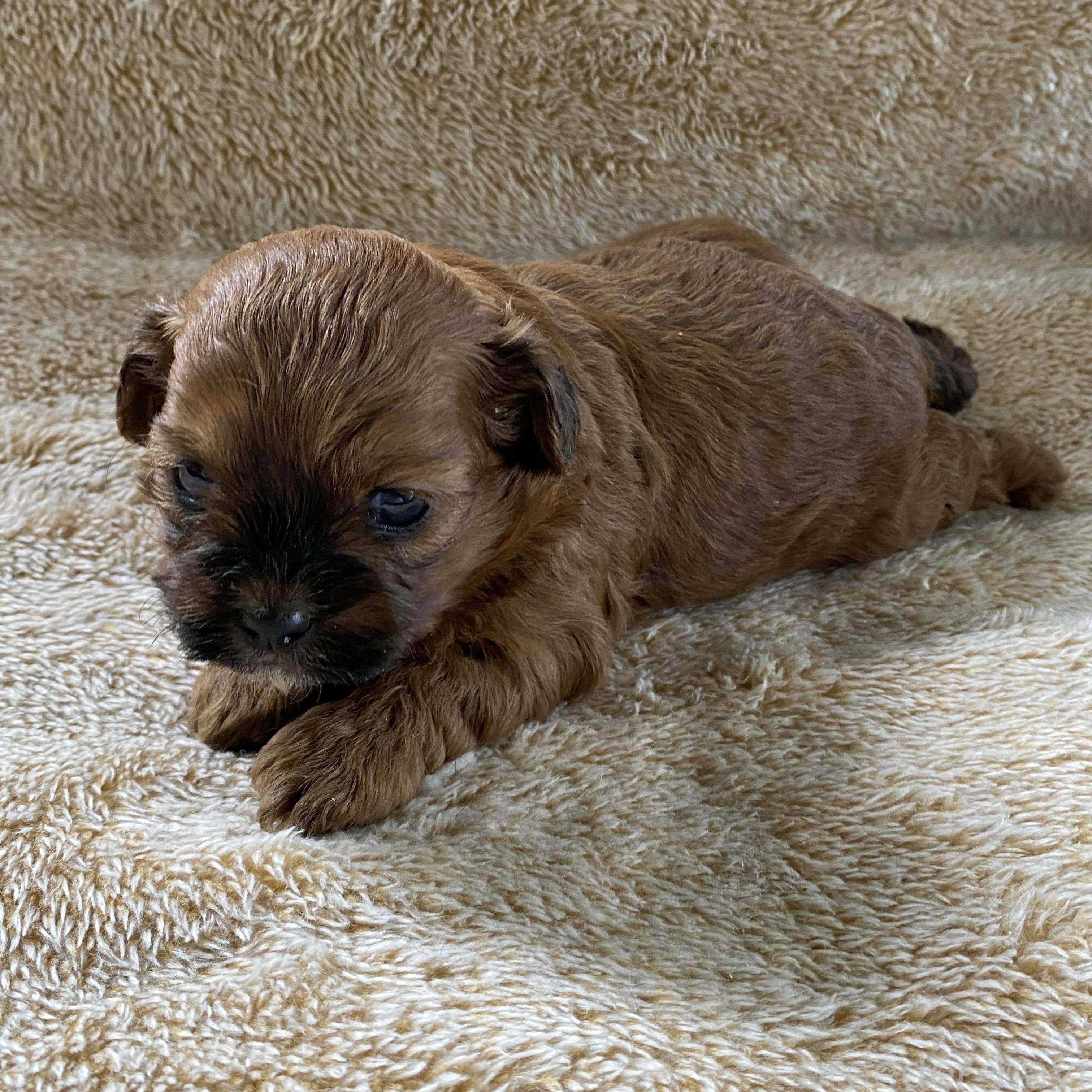 販売中の北海道のミックス犬-393162の3枚目