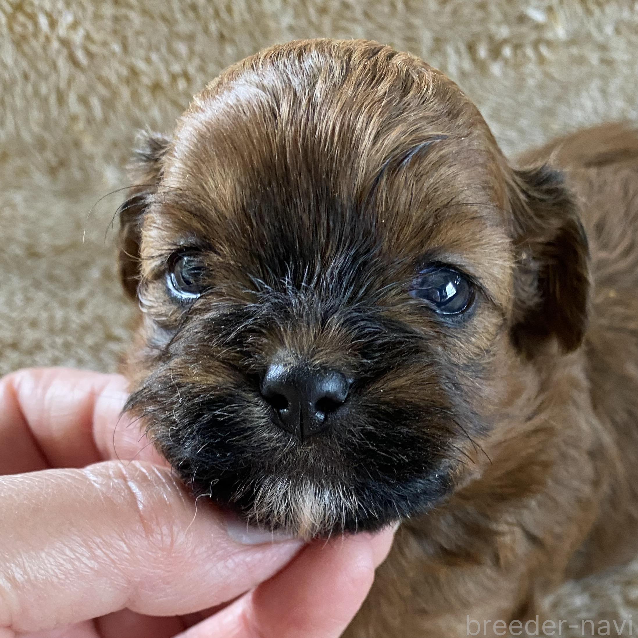 販売中の北海道のミックス犬-393162の1枚目