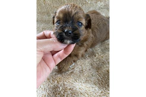 販売中の北海道のミックス犬-393162の2枚目