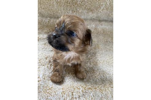 販売中の北海道のミックス犬-393164の6枚目