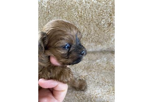 販売中の北海道のミックス犬-393164の5枚目