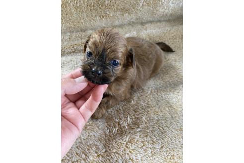 販売中の北海道のミックス犬-393164の4枚目