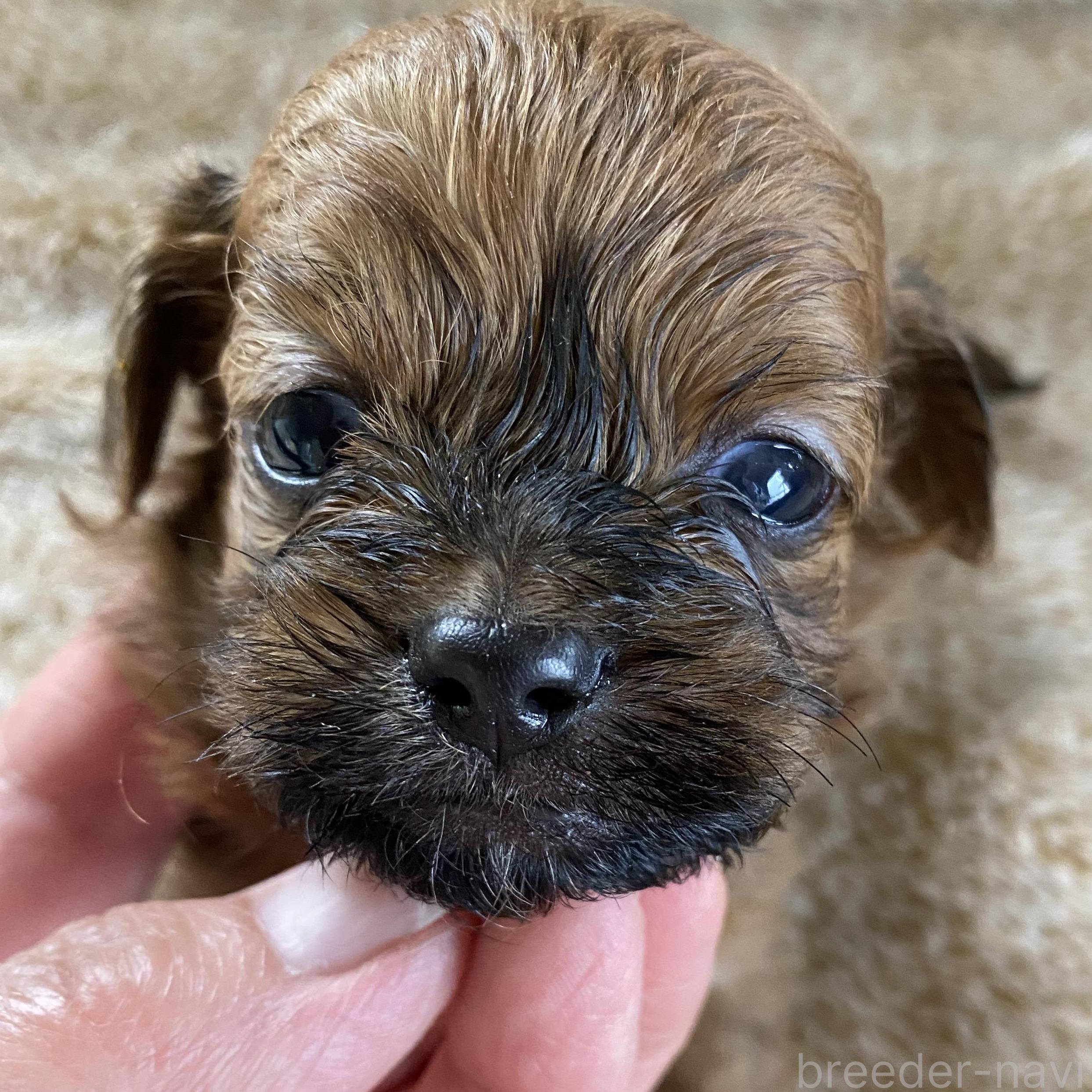 販売中の北海道のミックス犬-393164
