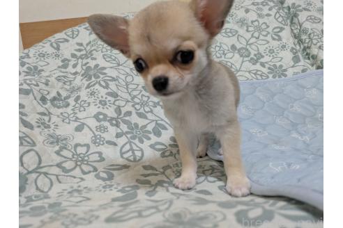 成約済の大分県のチワワ(ロングコート)-388117の4枚目