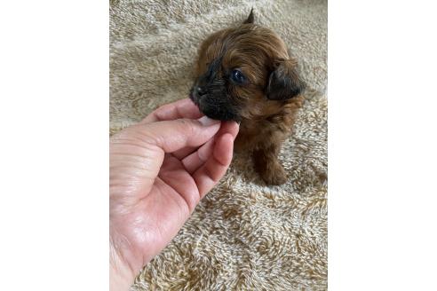 販売中の北海道のミックス犬-393165の5枚目