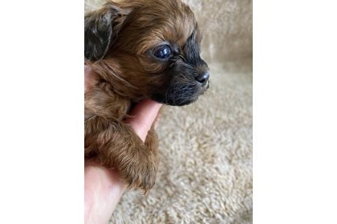 販売中の北海道のミックス犬-393165の4枚目