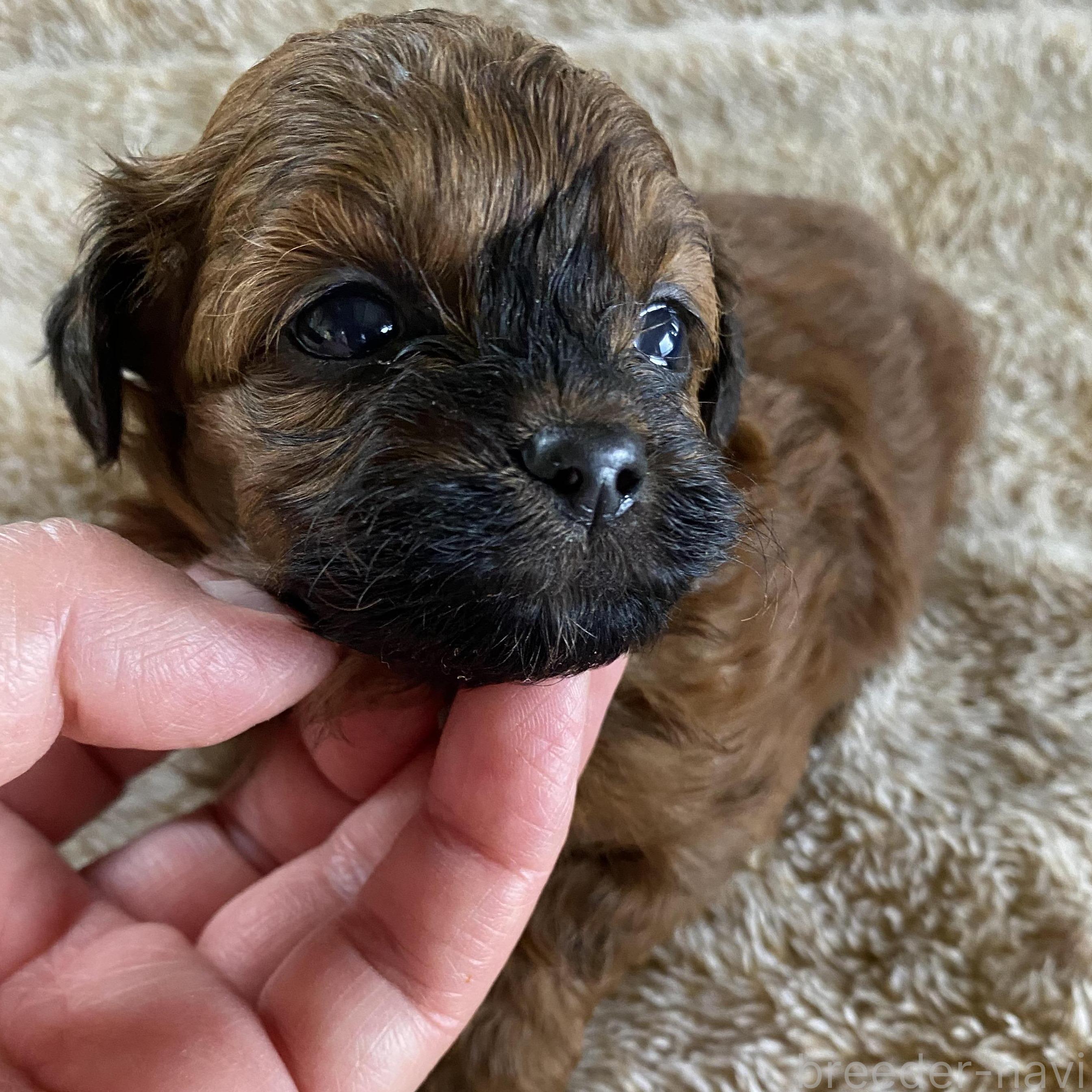 販売中の北海道のミックス犬-393165の3枚目