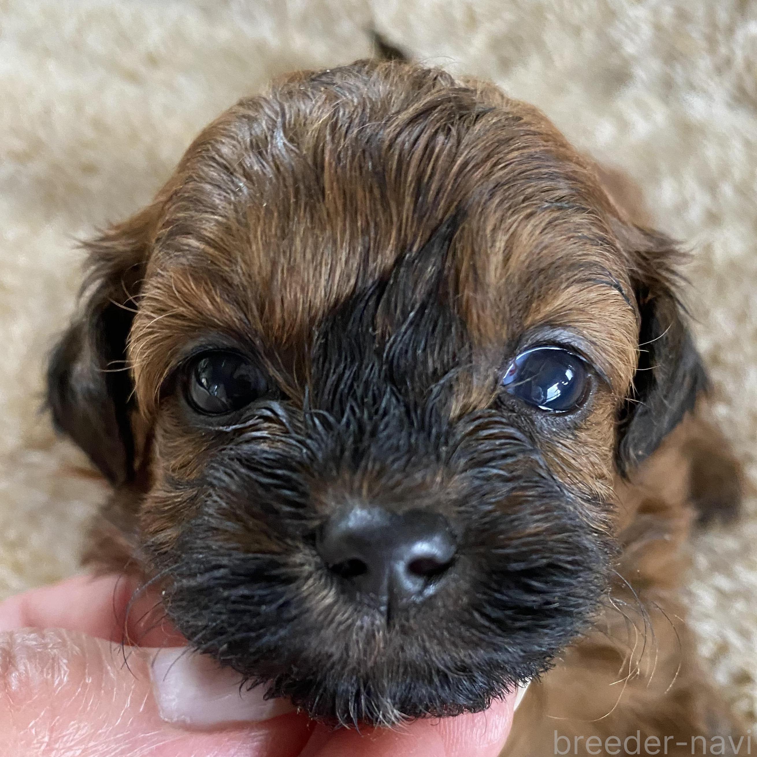 販売中の北海道のミックス犬-393165