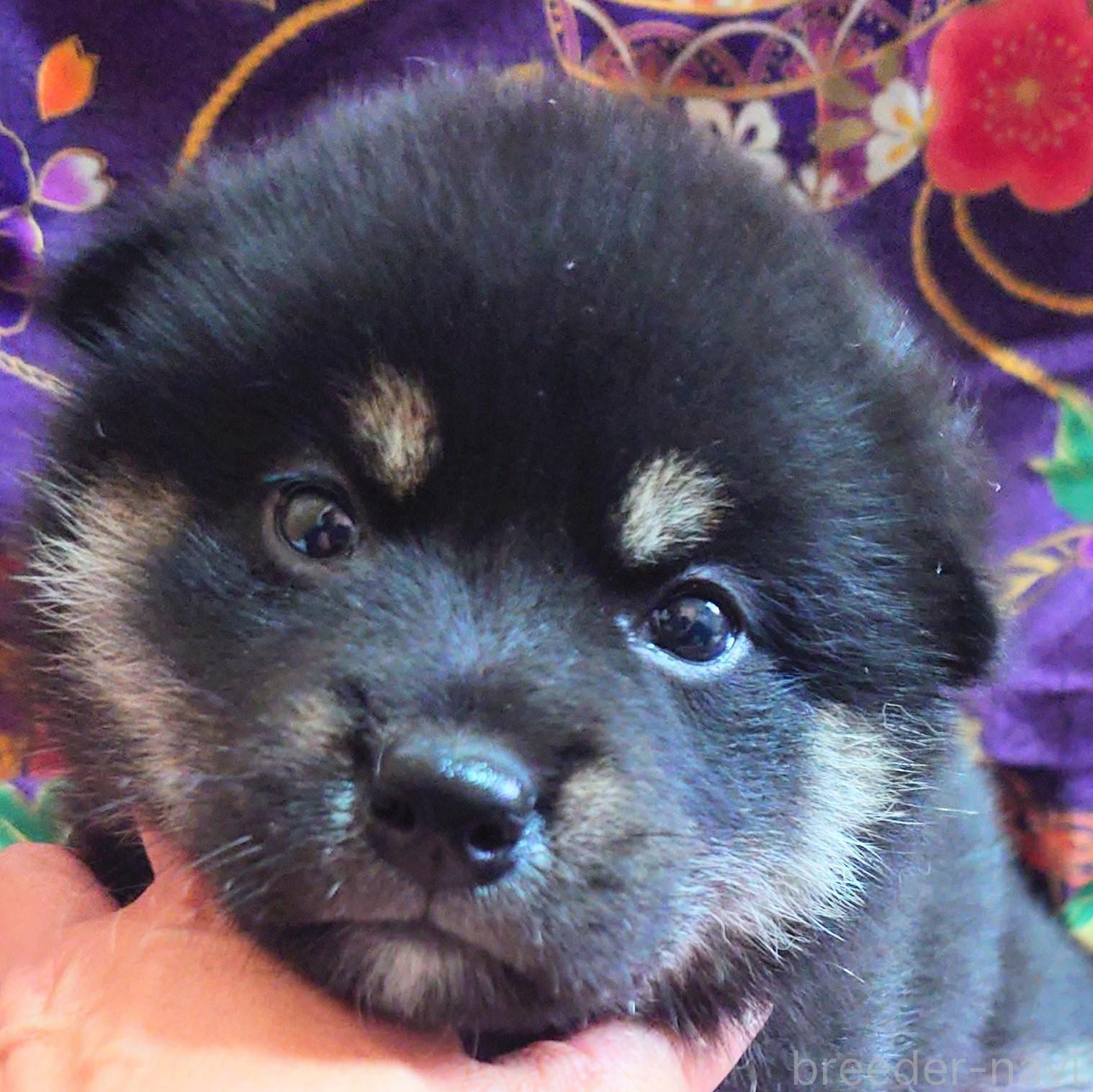 販売中の大阪府の柴犬-393166