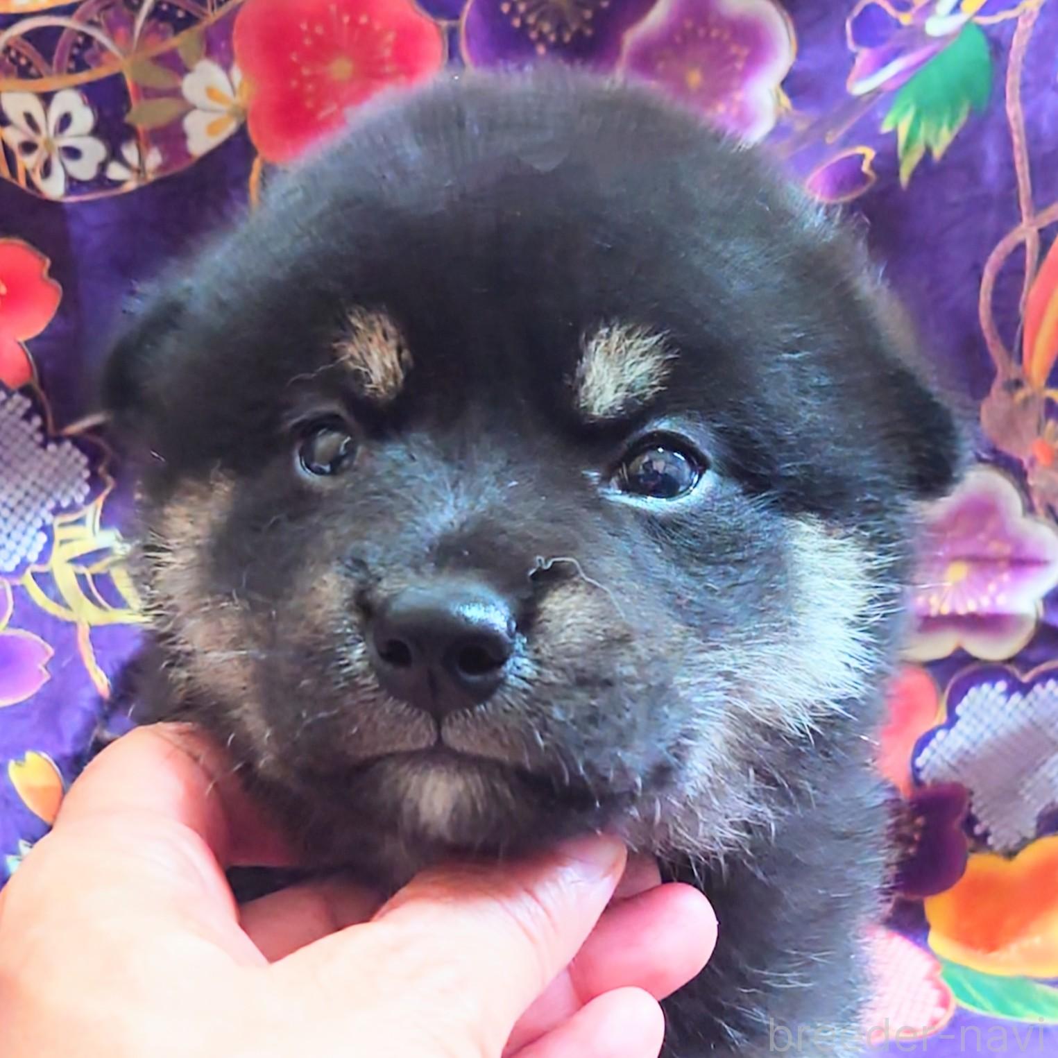 販売中の大阪府の柴犬-393166の9枚目