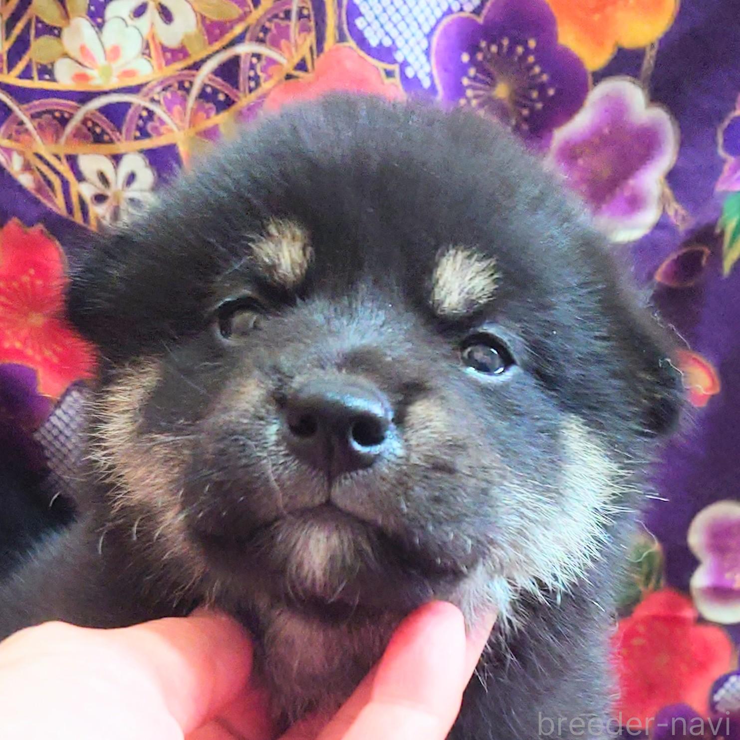 販売中の大阪府の柴犬-393166の8枚目