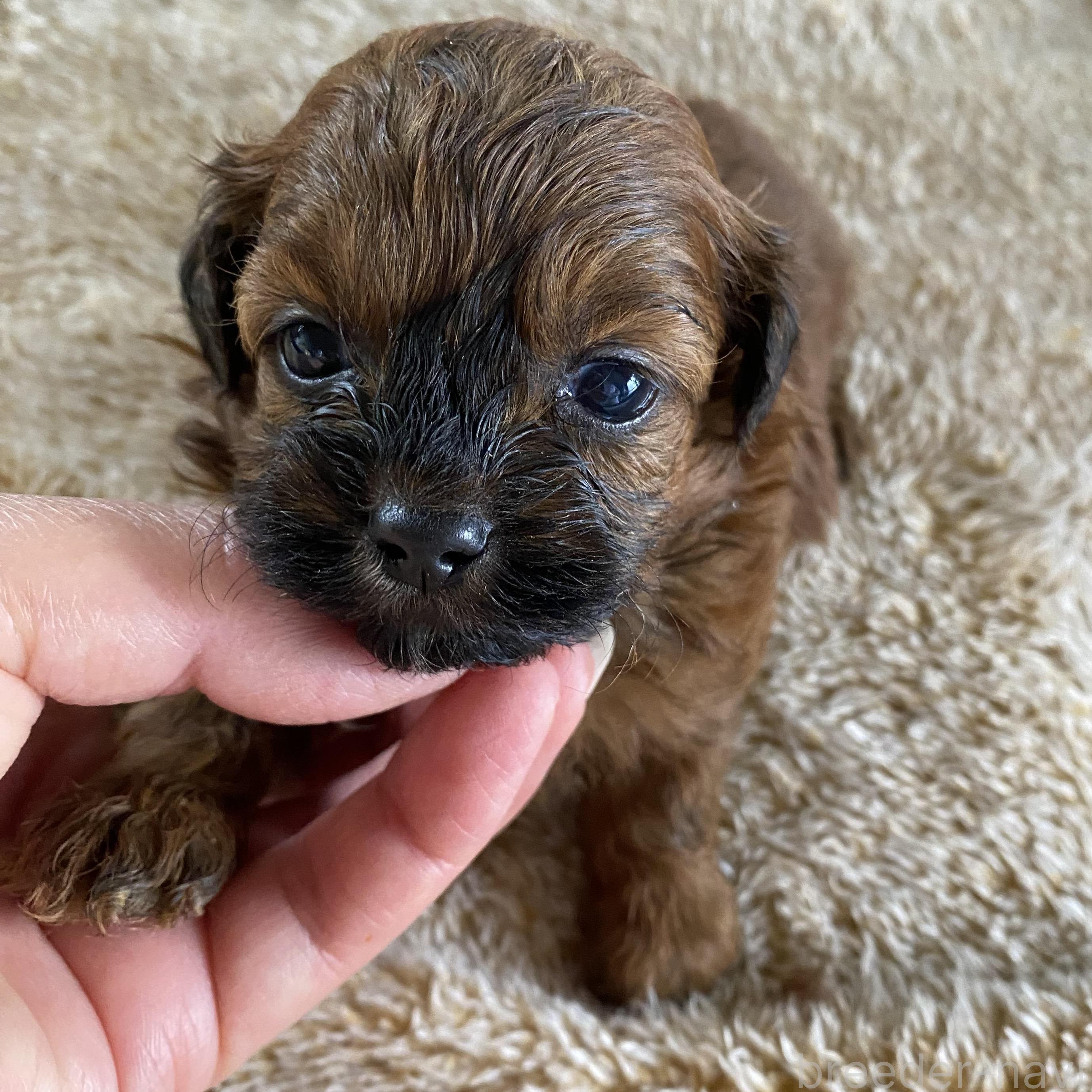 販売中の北海道のミックス犬-393165の2枚目