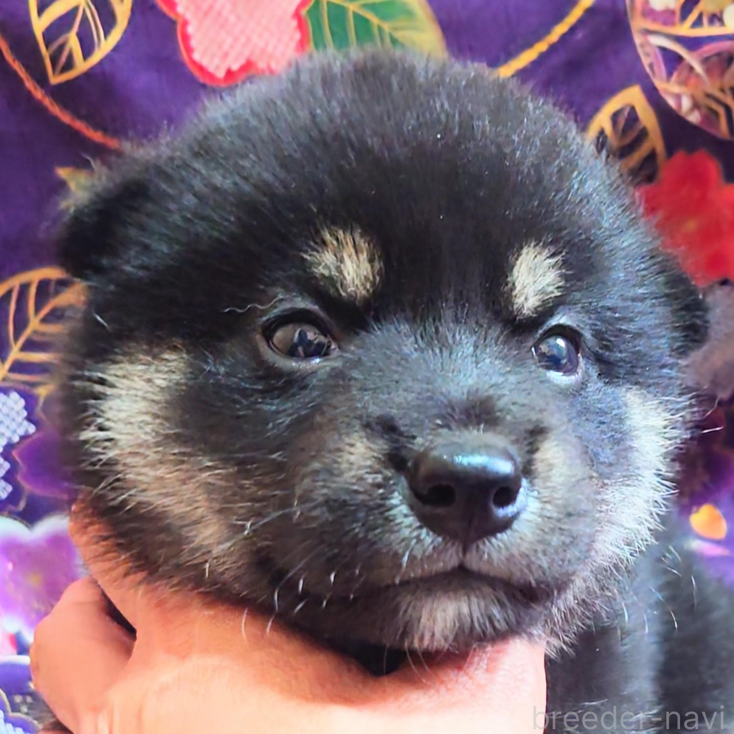 販売中の大阪府の柴犬-393166の7枚目