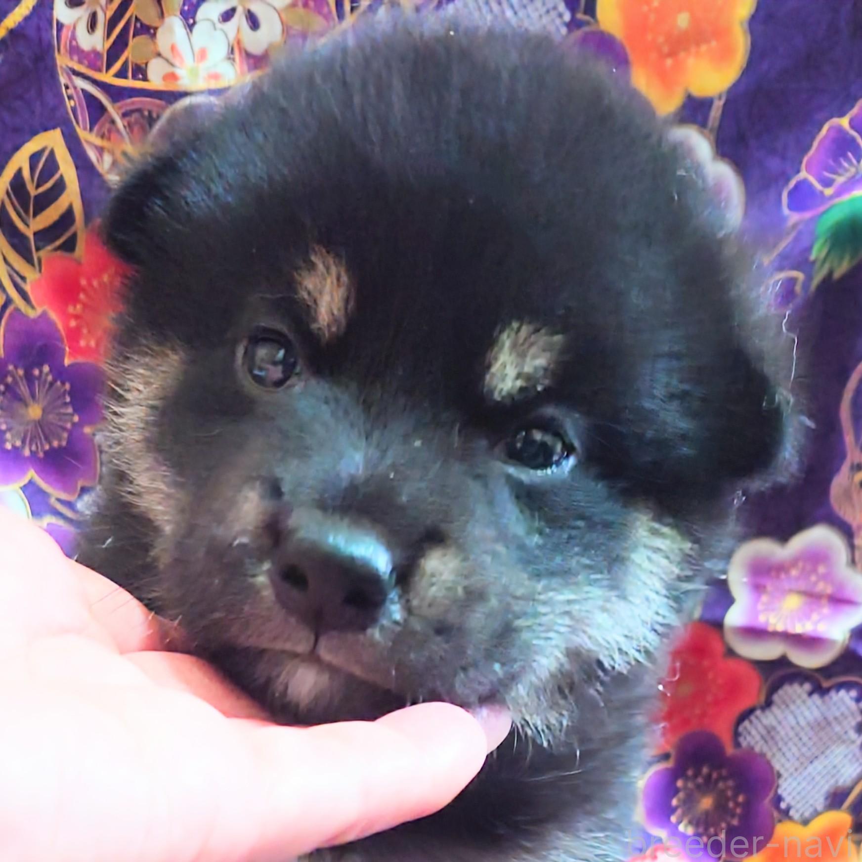 販売中の大阪府の柴犬-393166の6枚目