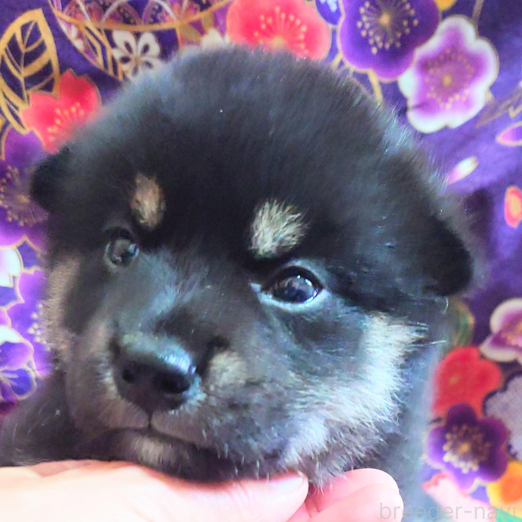 販売中の大阪府の柴犬-393166の5枚目
