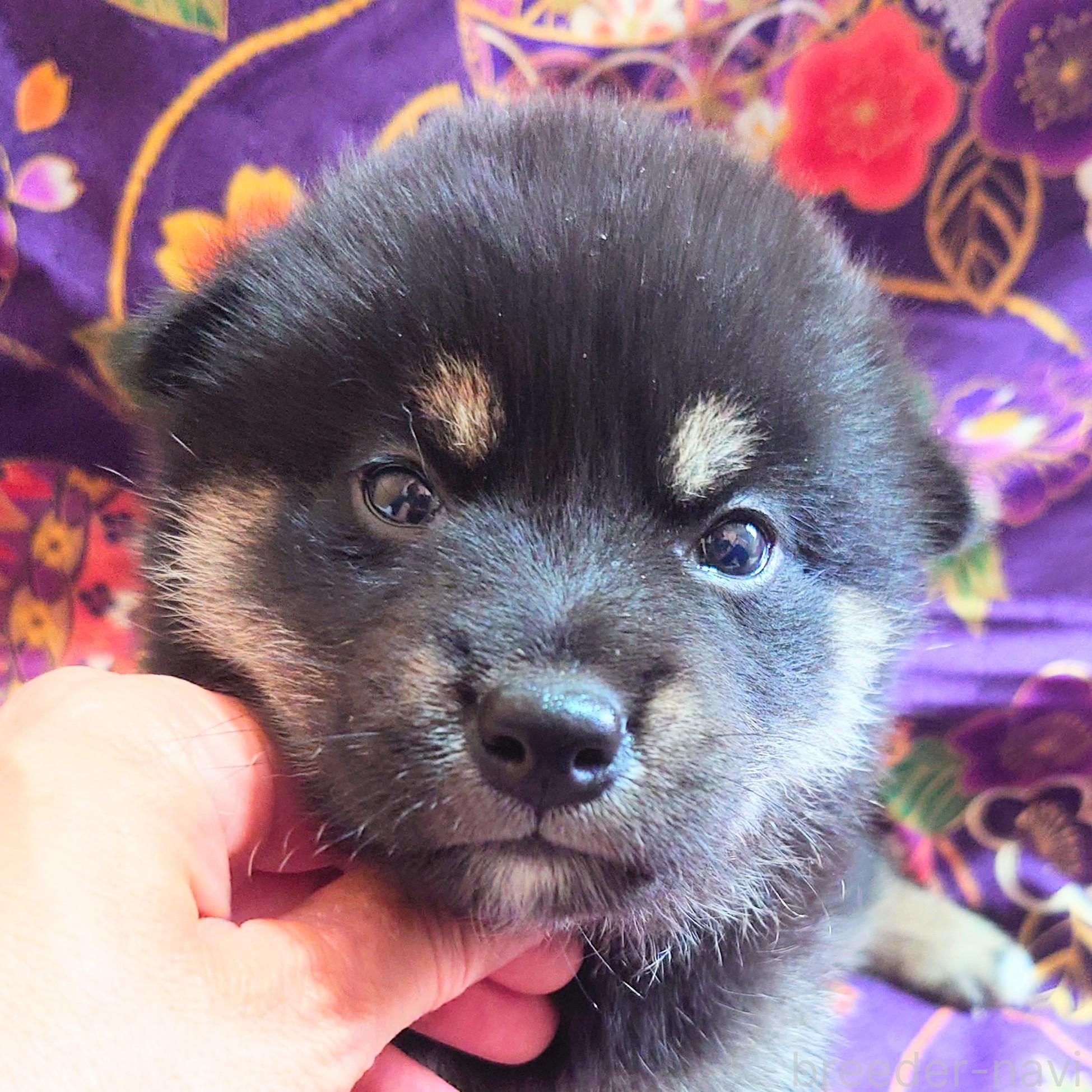 販売中の大阪府の柴犬-393166の4枚目