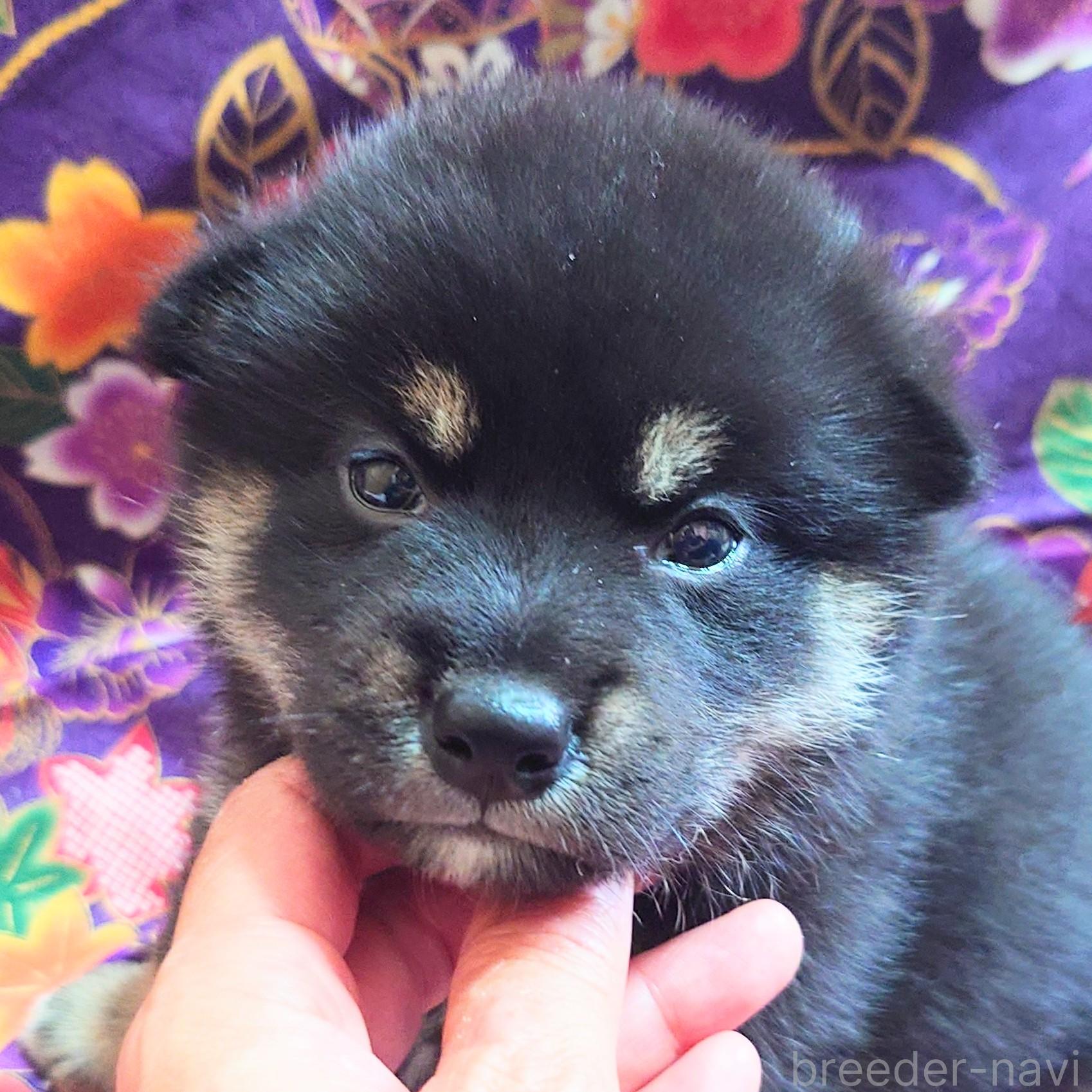 販売中の大阪府の柴犬-393166の3枚目