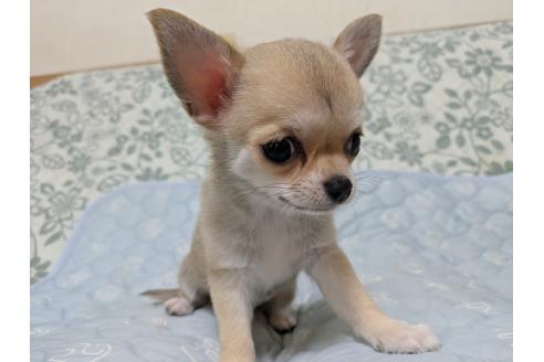成約済の大分県のチワワ(ロングコート)-388117の3枚目