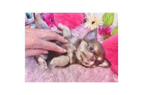 販売中の愛知県のチワワ(ロングコート)-393171の3枚目