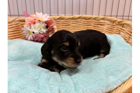 販売中の鹿児島県のミニチュアダックスフンド(ロングヘアード)-391528の7枚目