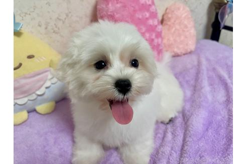 商談中の新潟県のマルチーズ-380820の7枚目