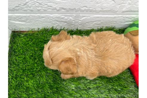 販売中の茨城県のチワプー:チワワ×トイプードル-393173の11枚目