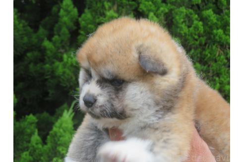 販売中の香川県の秋田犬-393172の3枚目