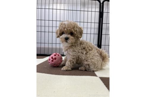 成約済の埼玉県のマルプー:マルチーズ×トイプードル-389037の5枚目