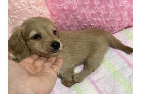 販売中の新潟県のミニチュアダックスフンド(ロングヘアード)-393179の14枚目
