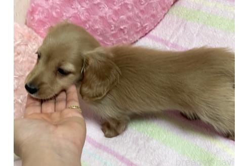 販売中の新潟県のミニチュアダックスフンド(ロングヘアード)-393179の12枚目