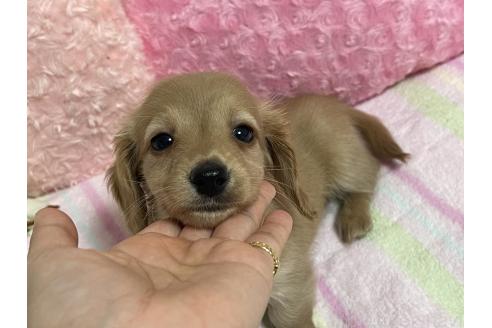 販売中の新潟県のミニチュアダックスフンド(ロングヘアード)-393179の11枚目