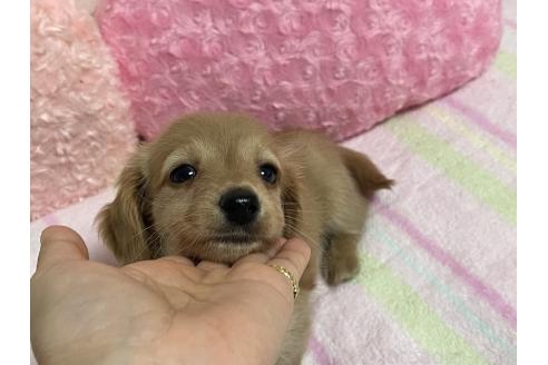 販売中の新潟県のミニチュアダックスフンド(ロングヘアード)-393179の10枚目