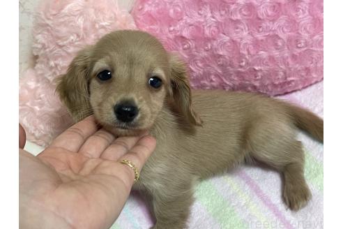 販売中の新潟県のミニチュアダックスフンド(ロングヘアード)-393179の9枚目