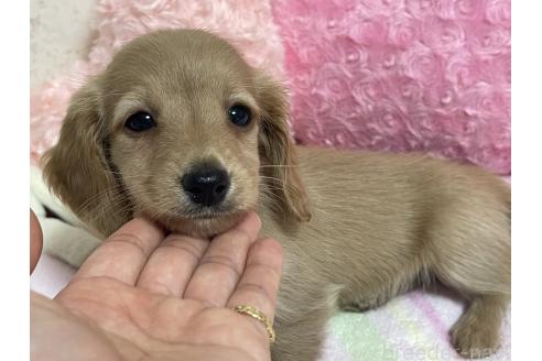販売中の新潟県のミニチュアダックスフンド(ロングヘアード)-393179の6枚目