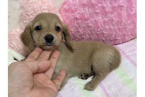 販売中の新潟県のミニチュアダックスフンド(ロングヘアード)-393179の5枚目