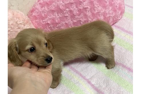 販売中の新潟県のミニチュアダックスフンド(ロングヘアード)-393179の3枚目