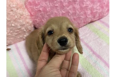 販売中の新潟県のミニチュアダックスフンド(ロングヘアード)-393179の2枚目