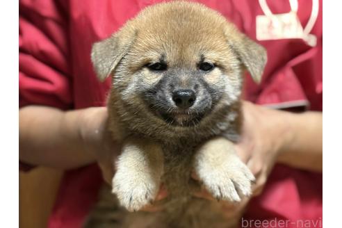 販売中の千葉県の柴犬-389088