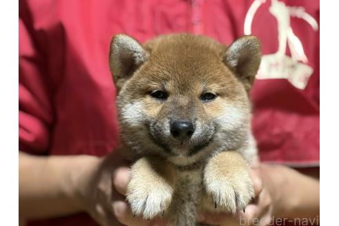 成約済の千葉県の柴犬-386551の1枚目