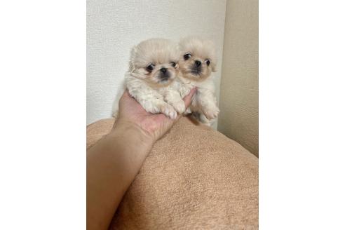 販売中の埼玉県のペキニーズ-392196の1枚目