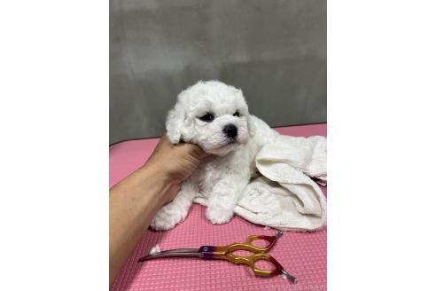 販売中の沖縄県のビションフリーゼ-387826の7枚目