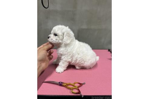 販売中の沖縄県のビションフリーゼ-387826の4枚目