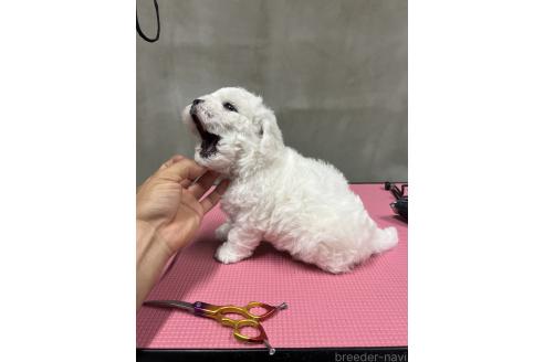 販売中の沖縄県のビションフリーゼ-387826の3枚目