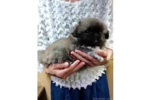 販売中の愛知県のペキニーズ-392283の4枚目